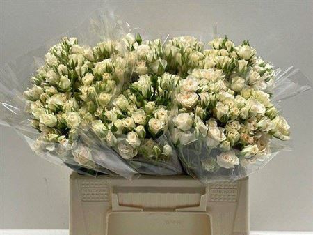 <h4>R Tr Cream Gracia</h4>
