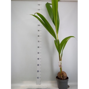 Cocos nucifera