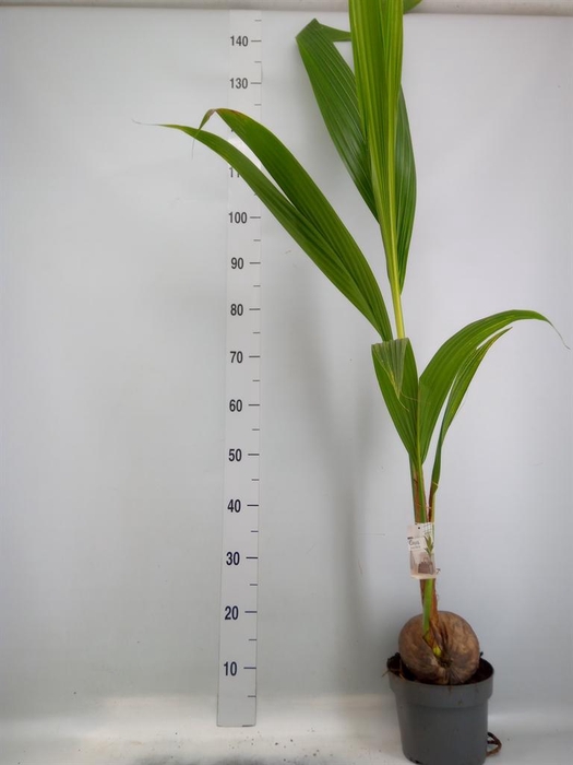 <h4>Cocos nucifera</h4>