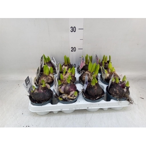 Hyacinthus orie. 'Multifl' ..mix 4
