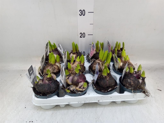 <h4>Hyacinthus orie. 'Multifl' ..mix 4</h4>