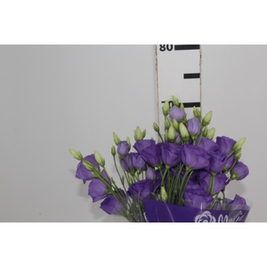 LISIANTHUS AUBE III AZUL E ROXO 070 CM