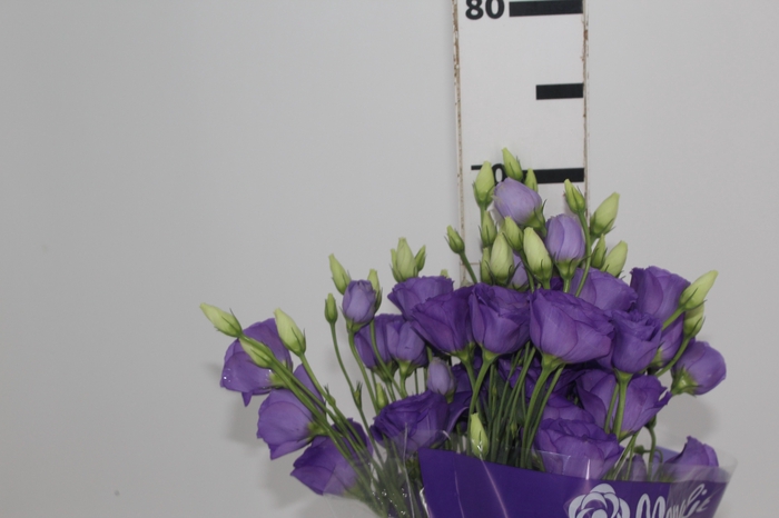 <h4>LISIANTHUS AUBE III AZUL E ROXO 070 CM</h4>