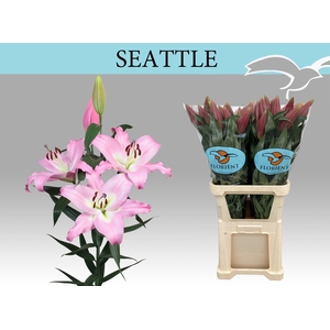 LI OT SEATTLE