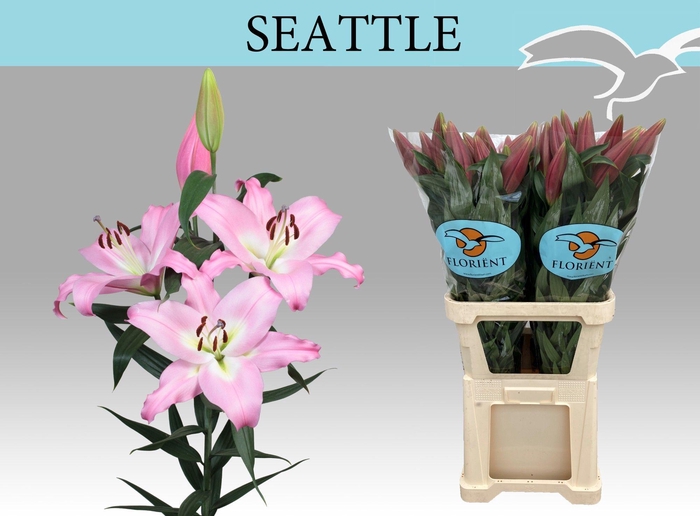 <h4>LI OT SEATTLE</h4>