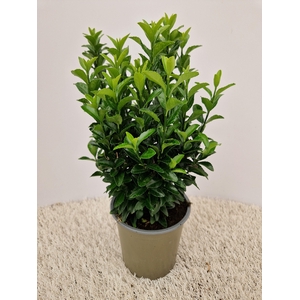 Euonymus Green Spire