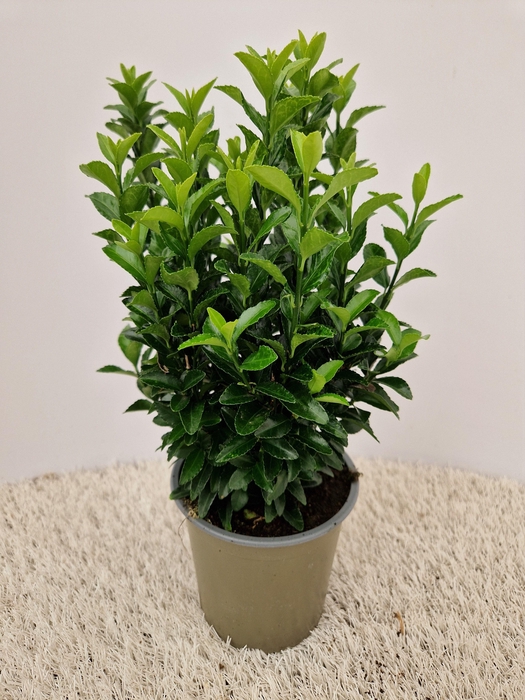 <h4>Euonymus Green Spire</h4>