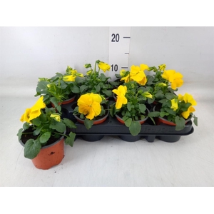 Viola wr. 'Matrix Yellow'