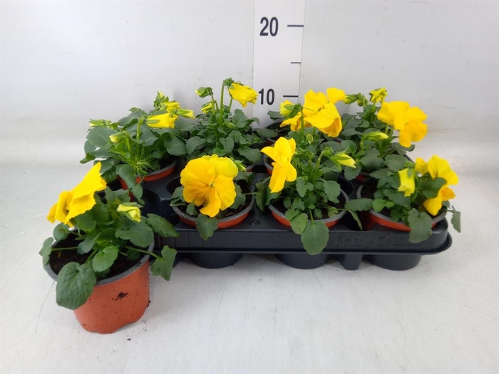 <h4>Viola wr. 'Matrix Yellow'</h4>