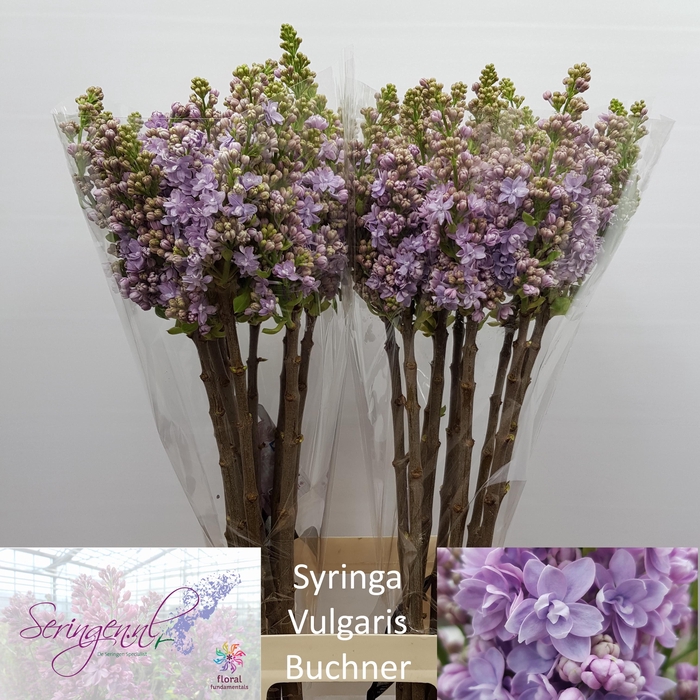 <h4>SYR V MICHEL BUCHNER</h4>