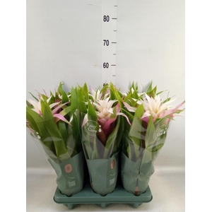 Guzmania  'Deseo Magical White'