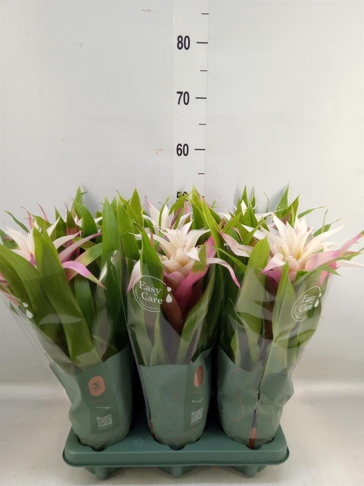 <h4>Guzmania  'Deseo Magical White'</h4>