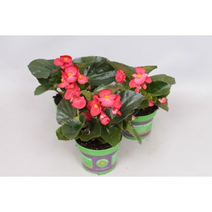 Begonia Big Green Leaf Red