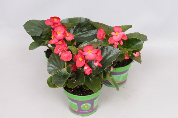 Begonia Big Green Leaf Red