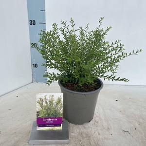 Lonicera nitida Tiny Green