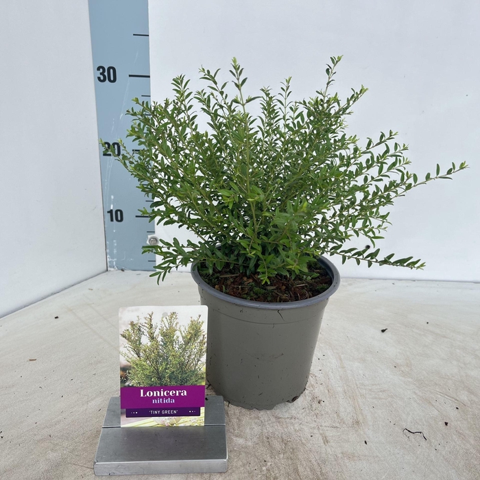 <h4>Lonicera nitida Tiny Green</h4>