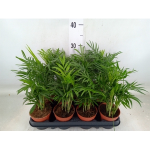 Chamaedorea elegans