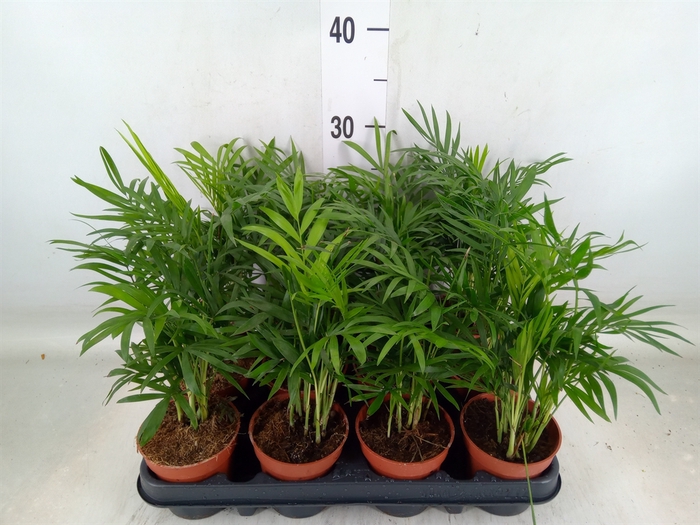 <h4>Chamaedorea elegans</h4>