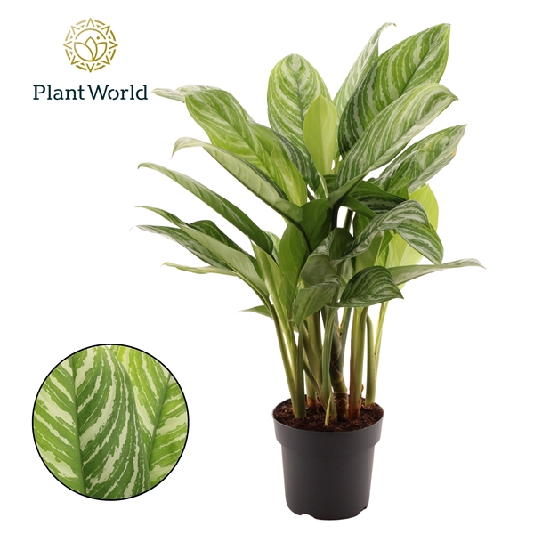 <h4>Aglaonema Stripes</h4>