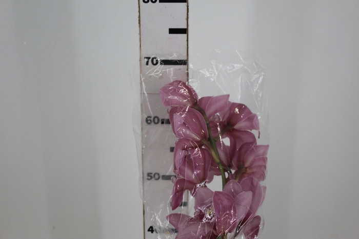 <h4>CYMBIDIUM HT 10/14 FLS ROSA</h4>