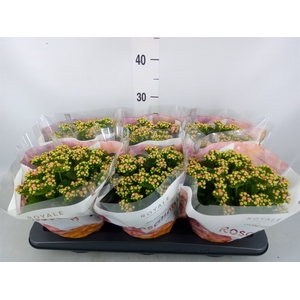 Kalanchoe blos. 'RosDon Alano'