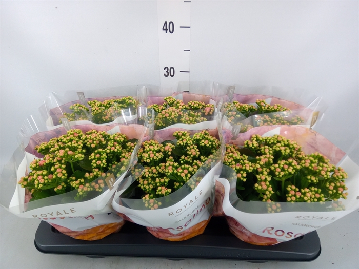 <h4>Kalanchoe blos. 'RosDon Alano'</h4>