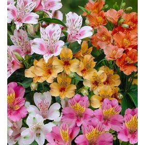 ALSTROEMERIA ASSORTED ECUADOR