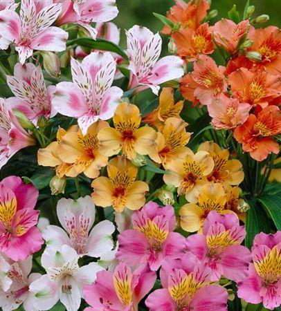 <h4>ALSTROEMERIA ASSORTED ECUADOR</h4>