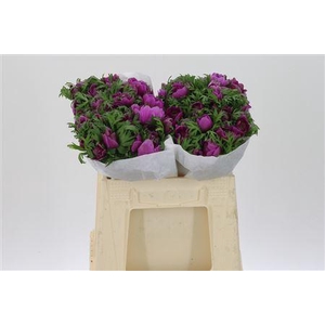 Anem Co Levan Fucsia