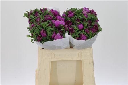 <h4>Anem Co Levan Fucsia</h4>