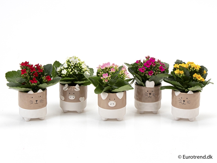 KALANCHOE BLOSSF P6 E 2071 NEW LOOK