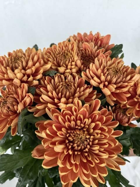 <h4>CHR G ROSSANO</h4>