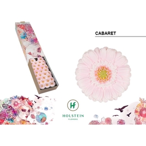 Germini Cabaret Doos