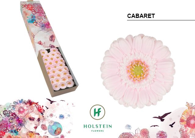 <h4>Germini Cabaret Doos</h4>