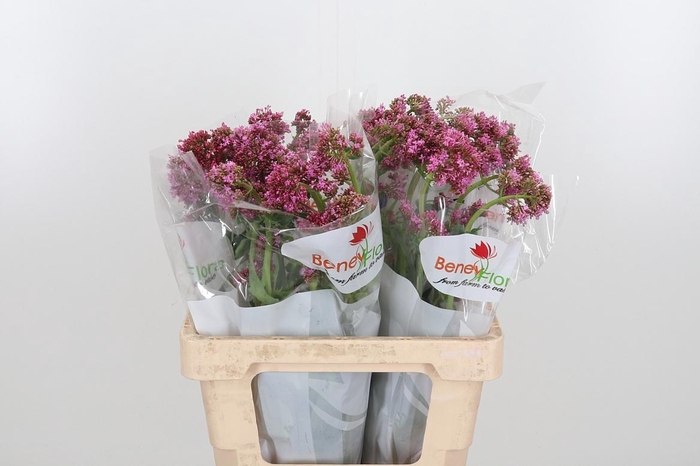 <h4>Centr Ruber Rood</h4>