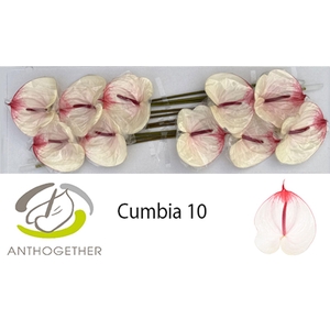 Anth. andr. 'Cumbia' x10