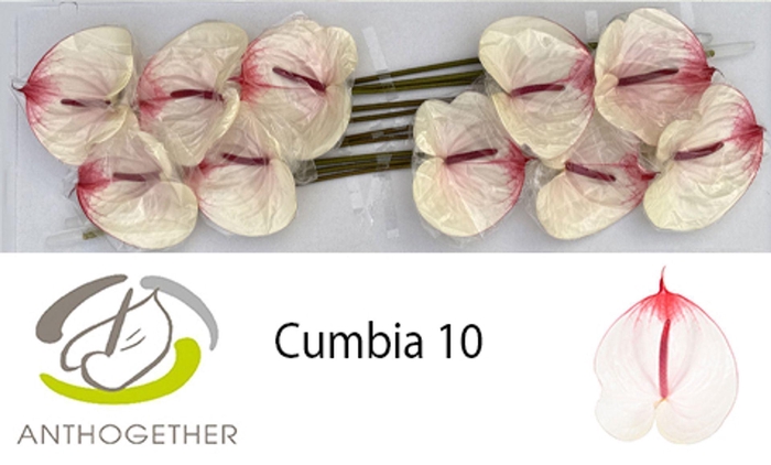 <h4>Anth. andr. 'Cumbia' x10</h4>