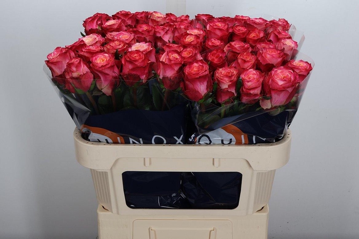 <h4>R Gr Mai Tai</h4>