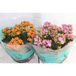 KALANCHOE DOBRADO C21