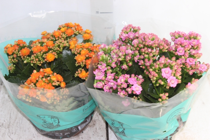 <h4>KALANCHOE DOBRADO C21</h4>