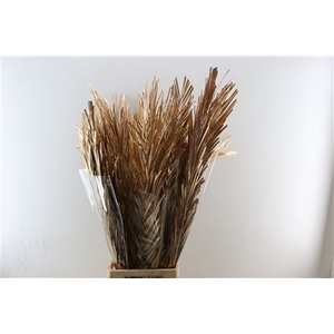 DRY PALM ANTIQUE GOLD 5PC