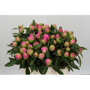 Paeonia Monsieur Jules Elie