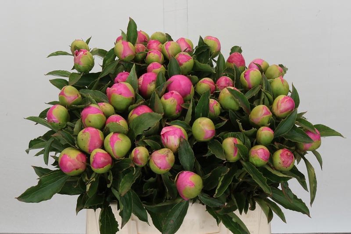 <h4>Paeonia Monsieur Jules Elie</h4>