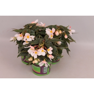 Begonia Hang Wit