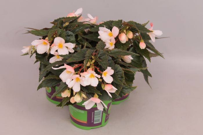 <h4>Begonia Hang Wit</h4>