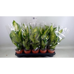 Dieffenbachia  'Compacta'