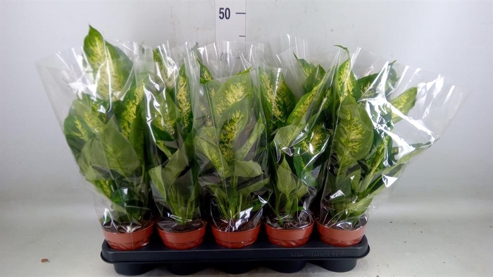 <h4>Dieffenbachia  'Compacta'</h4>