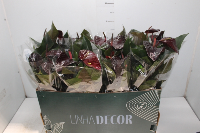 <h4>ANTHURIUM BEAUTY BLACK P15</h4>