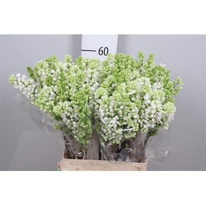 Syr V Mme Fl Stepman 4+