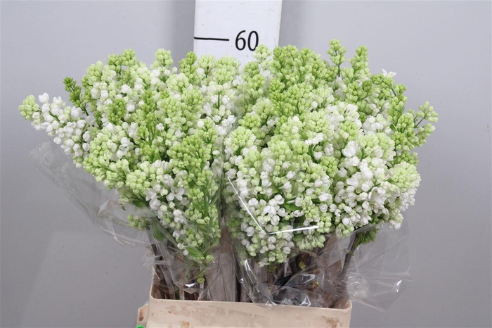 <h4>Syr V Mme Fl Stepman 2+</h4>